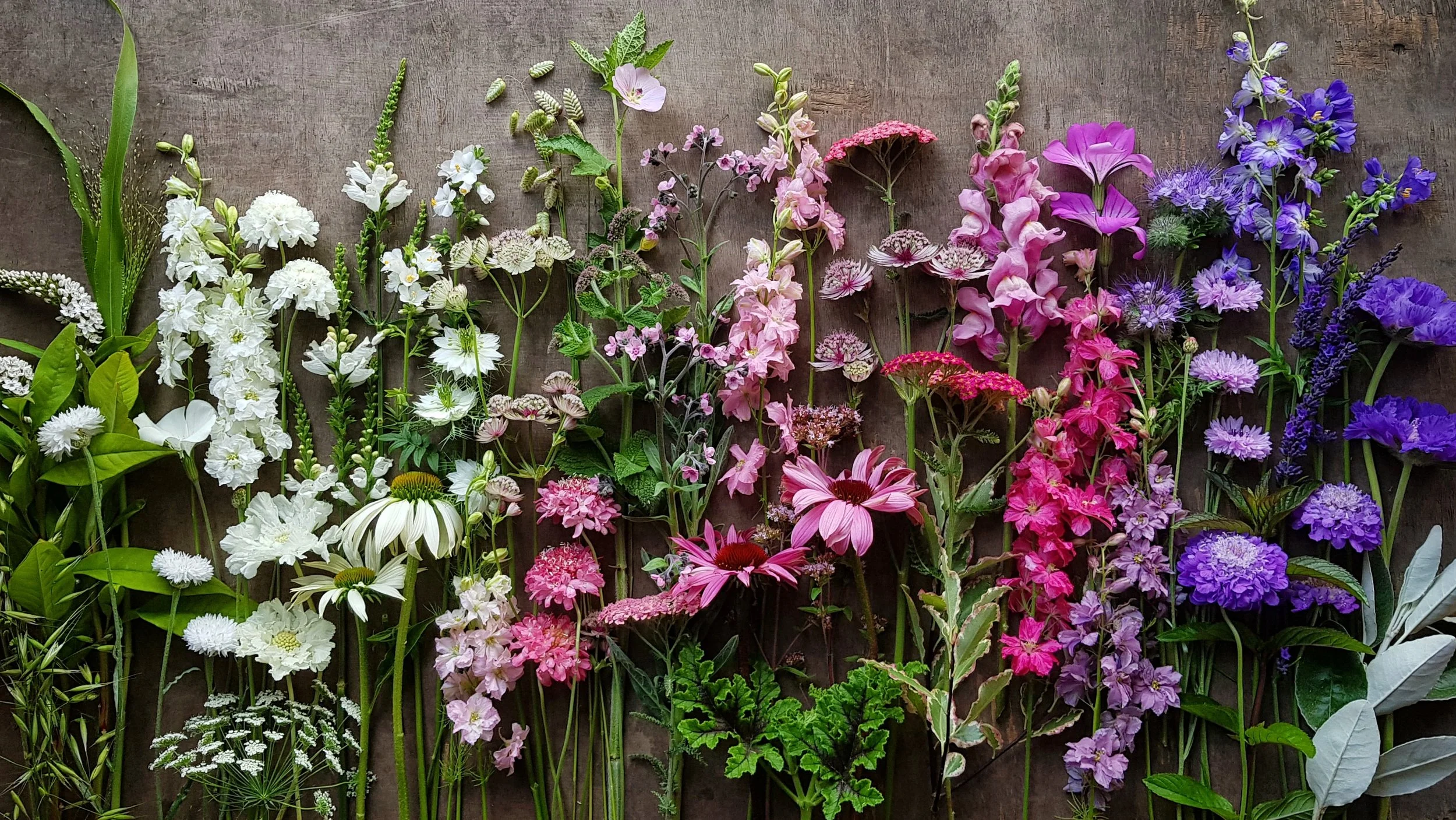 Dahlia Growing Masterclasses